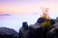 Island in nowhere. Broken tree in misty ocean. Full moon night in beautiful mountain. peaks increased from heavy creamy fog. Royalty Free Stock Photo