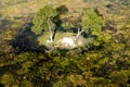 Small island with two trees in the flooded Okavango Delta seen from a heli Royalty Free Stock Photo