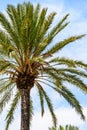 Island Palm Tree On Blue Sky Royalty Free Stock Photo