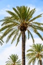 Island Palm Tree On Blue Sky Royalty Free Stock Photo