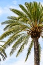 Island Palm Tree On Blue Sky Royalty Free Stock Photo