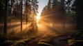 Misty Morning Forest: Captured With Nikon D850 - Uhd Image