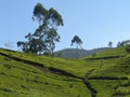 Island Sri Lanka (Ceylon), tea plantation Royalty Free Stock Photo