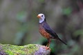 Island Thrush, Turdus poliocephalus Royalty Free Stock Photo