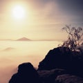 Island with tree in misty ocean. Full moon night in beautiful mountain. Sandstone peaks increased from heavy creamy fog. Royalty Free Stock Photo