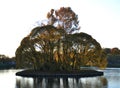 Island, trees, pond, lake, water, reflection