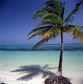 Idyllic tropical beach panorama with palm trees, white sand and turquoise blue water Royalty Free Stock Photo