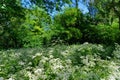 Island of Vaires in Seine et Marne country