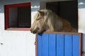 Islandic Horse