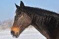 Islandic Horse