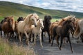 Islandic horses on a gravel road Royalty Free Stock Photo