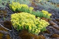 Islands of flowering mosses. Yellow small flowers of moss on a background of nature. Fancy plants. Selective focus Royalty Free Stock Photo