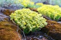 Islands of flowering mosses. Yellow small flowers of moss on a background of nature. Fancy plants. Selective focus Royalty Free Stock Photo