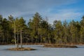 Islands with pine trees at the edge of a frozen swamp. Royalty Free Stock Photo