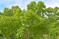 Islantolish nut Siebold`s nut Juglans ailantifolia Carriere. Crown of wood