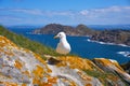 Islas Cies islands seagull sea gull bird in Galicia Royalty Free Stock Photo