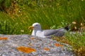 Islas Cies islands seagull sea gull bird in Galicia Royalty Free Stock Photo
