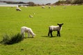 Islay lambs