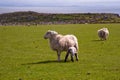 Islay sheep