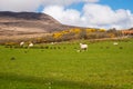 Islay sheep