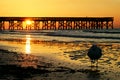 Isle of palms