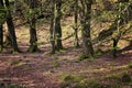 Isle of Ulva, undergrowth Royalty Free Stock Photo