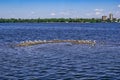 An islet with many seagulls in the middle of the blue water of the Dnieper River in Dnipro Ukraine. Island with birds in the