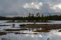 An islet with small pines in a forest swamp lake in early spring Royalty Free Stock Photo