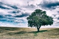 Isloated trees on a beautiful countryside Royalty Free Stock Photo