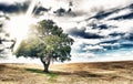 Isloated trees on a beautiful countryside. Sun light rays coming from the sky Royalty Free Stock Photo