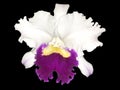 Islolated White and Purple Cattleya orchid with Transparent background