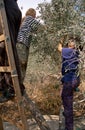 ISM volunteers in an olive grove, Palestine