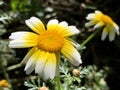 Ismelia carinata Chrysanthemum carinatum Schousb.