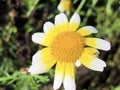 Ismelia carinata Chrysanthemum carinatum Schousb.