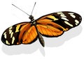 Ismenius Tiger Butterfly