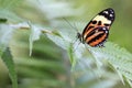 Ismenius Tiger / Heliconius ismenius butterfly on green leaf Royalty Free Stock Photo