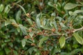 Iso tree Distylium racemosum, purple-redÂ flowers and glossy leaves