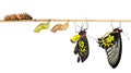 Isoalted life cycle of common birdwing butterfly