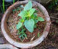 wrinkled leaf isoden rugosus in pot