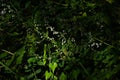 Isodon japonicus flowers. Lamiaceae perennial medicinal herb.