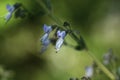 Isodon japonicus flowers. Lamiaceae perennial medicinal herb.