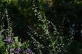 Isodon japonicus flowers. Lamiaceae perennial medicinal herb.