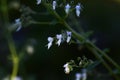 Isodon japonicus flowers. Lamiaceae perennial medicinal herb.