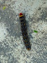 Isognathus caterpillar walking on stone floor