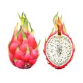 Isoiated watercolor dragon fruit or pitaya with half