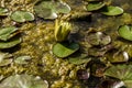 Isola Polvese: Water Lilies Lake Royalty Free Stock Photo