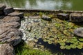 Isola Polvese: Water Lilies Lake Royalty Free Stock Photo