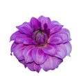 Isolatd pink dhalia Royalty Free Stock Photo