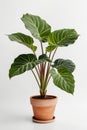 Isolate Alocasia Polly plant against white wall Royalty Free Stock Photo