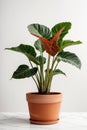 Isolate Alocasia Polly plant against white wall Royalty Free Stock Photo